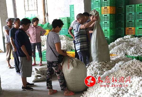 石泉池河春季蠶繭收購首日突破4萬斤 攝影任國路.jpg