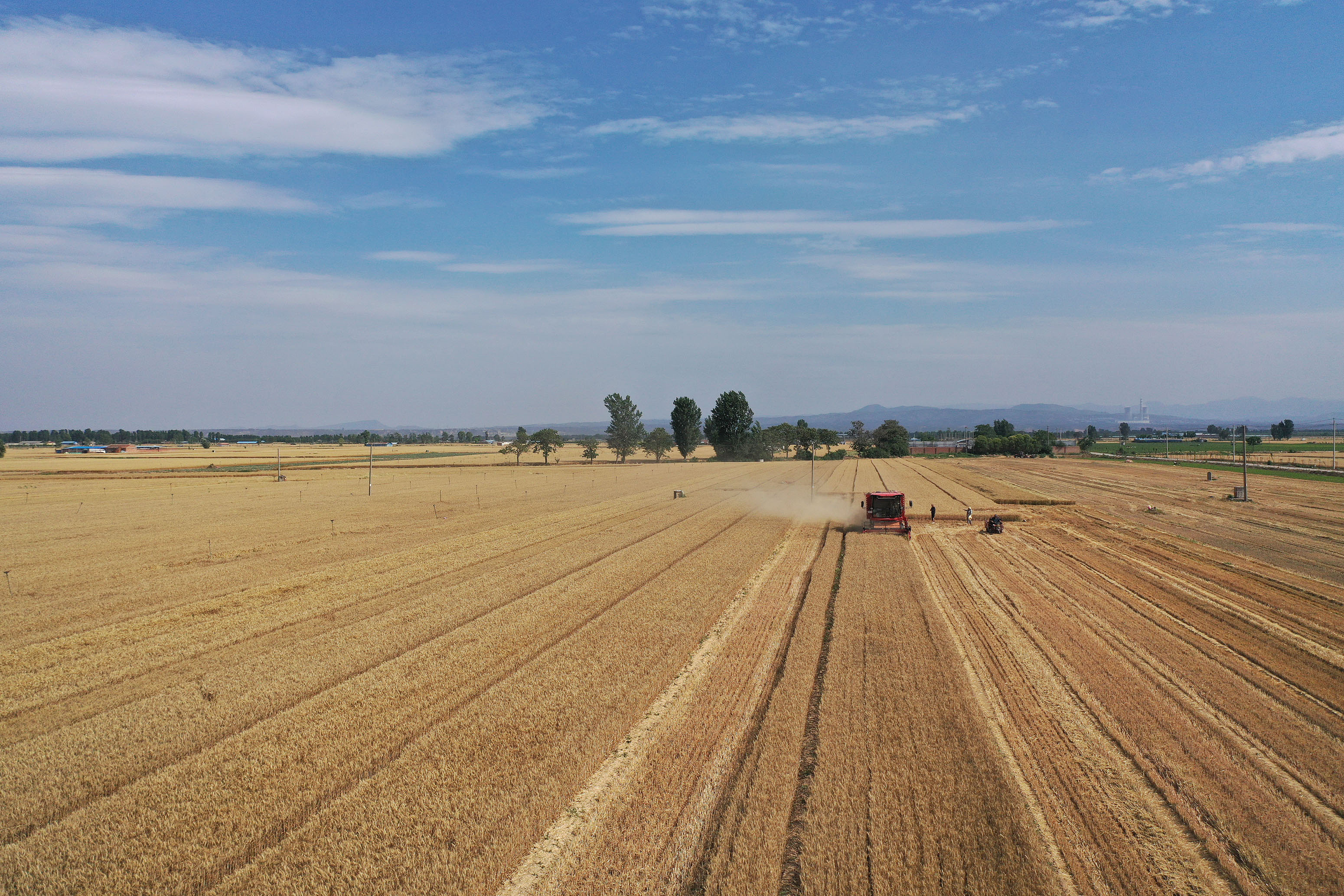 2025年6月3日，河南焦作，溫縣黃河街道灘王莊村農(nóng)民駕駛收割機(jī)收獲小麥。
