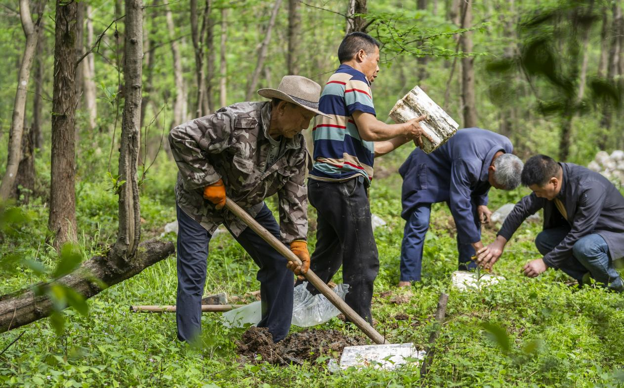 2025年4月16日，江西新余，仙女湖區(qū)河下鎮(zhèn)花園村林場，人們正在搬運(yùn)、栽植靈芝菌棒。