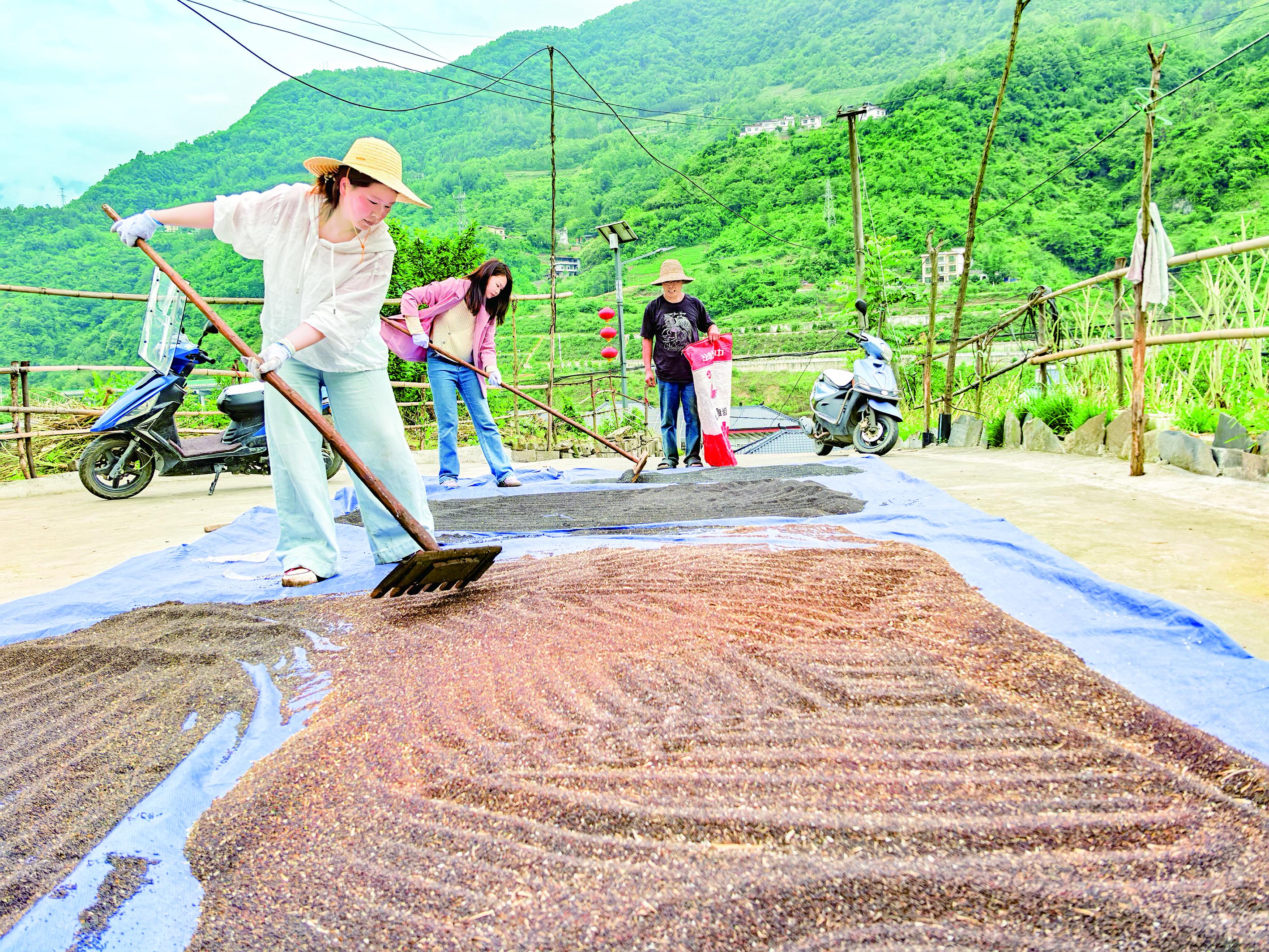 嵐皋縣農(nóng)業(yè)農(nóng)村局干部幫助村民晾曬菜籽